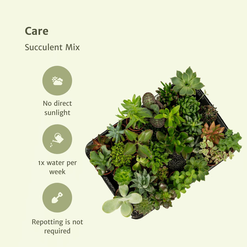 Succulenten Mix - 10 stuks - Ø5,5cm - ↕7cm