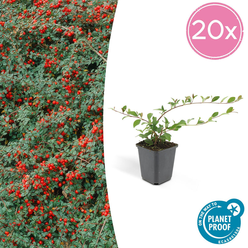 Cotoneaster dammeri - ↕10-25cm - Ø9cm - 20x