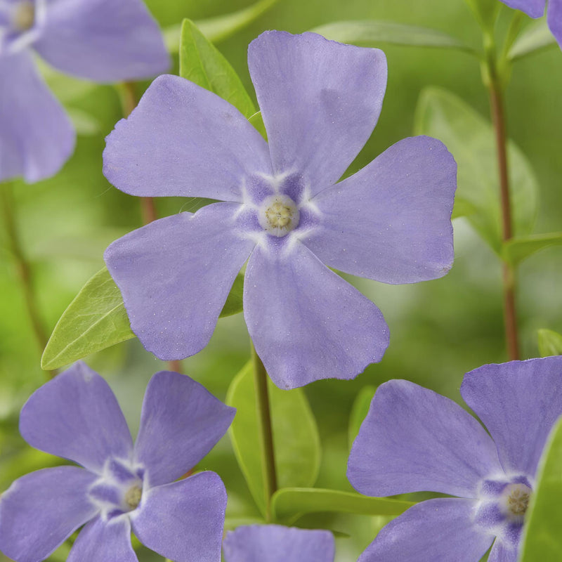 Vinca minor - ↕10-25cm - Ø9cm - 12x