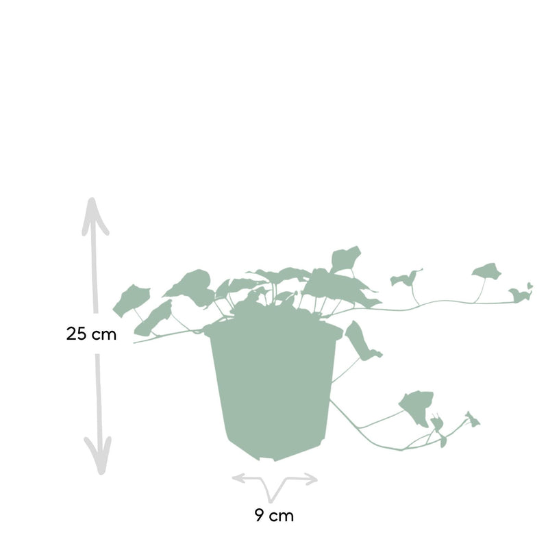 Hedera helix - ↕25cm - Ø9cm