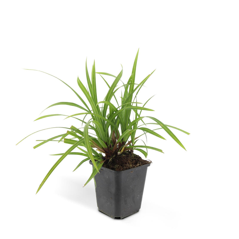 Carex morrowii 'Irish Green' - ↕10-25cm - Ø9cm - 6x