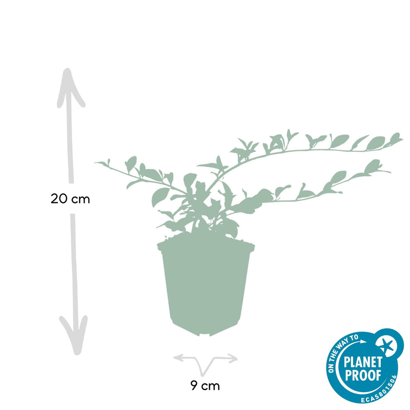 Cotoneaster dammeri - ↕10-25cm - Ø9cm - 20x