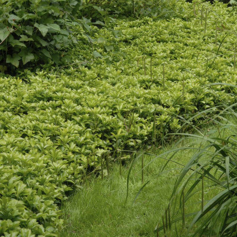 Pachysandra term. 'Green Carpet' - ↕25cm - Ø9cm - 12x,