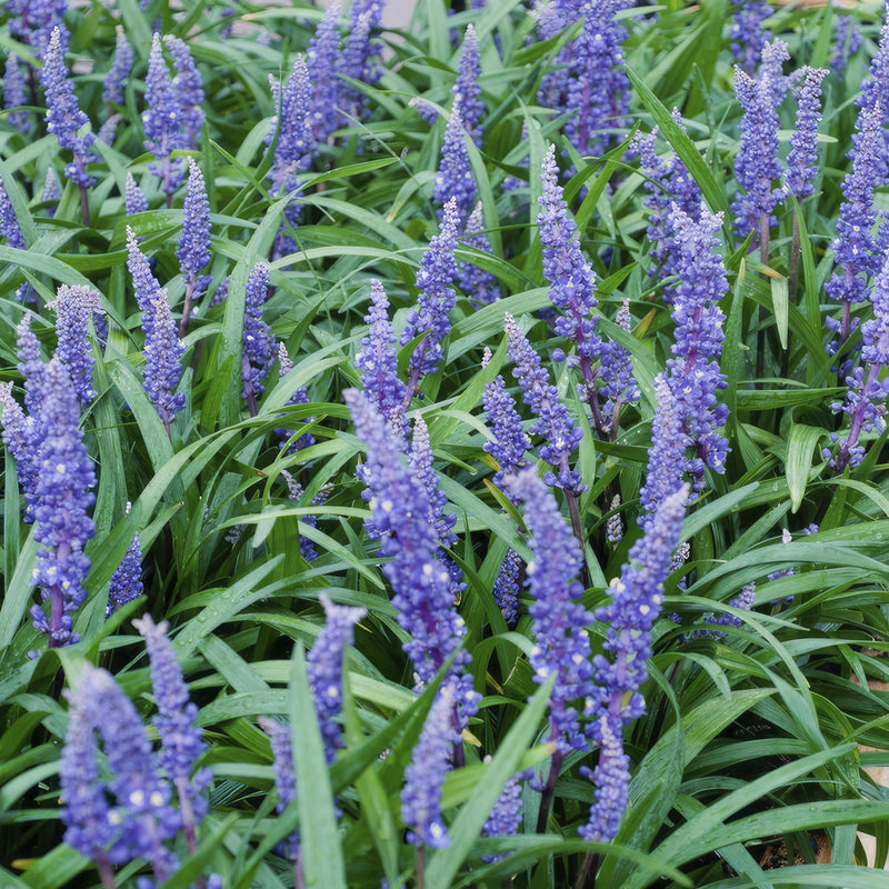 Liriope muscari 'Big Blue' - ↕10-25cm - Ø9cm - 20x