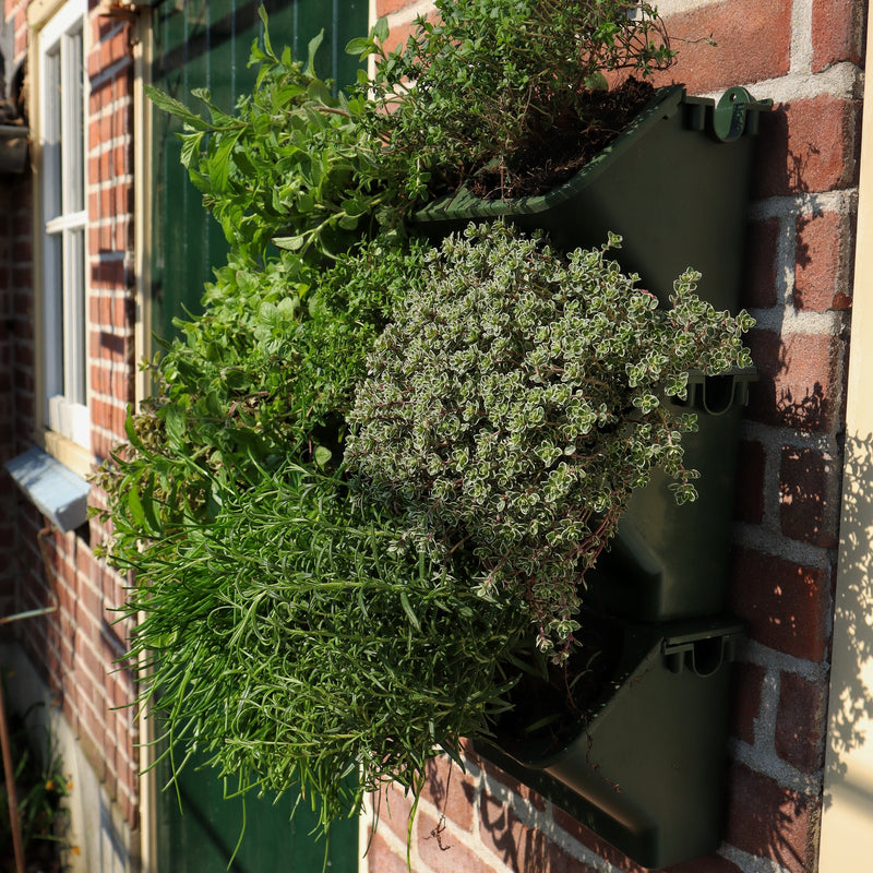 Verticale tuin plantenbakken met kruidenplanten aan muur in de zon